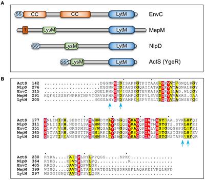 A LytM-Domain Factor, ActS, Functions in Two Distinctive Peptidoglycan Hydrolytic Pathways in E. coli